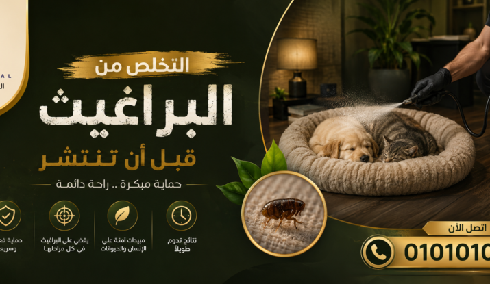 التخلص من البراغيث قبل أن تنتشر